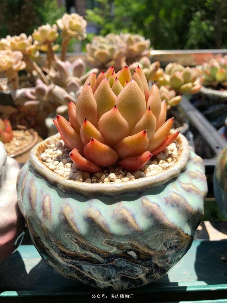 我能想到最浪漫的事就是有露台有多肉有你