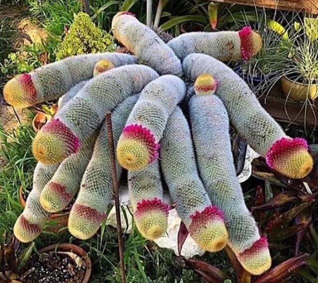 老外养的多肉,个个是奇葩,看完惊呆了!_仙人掌