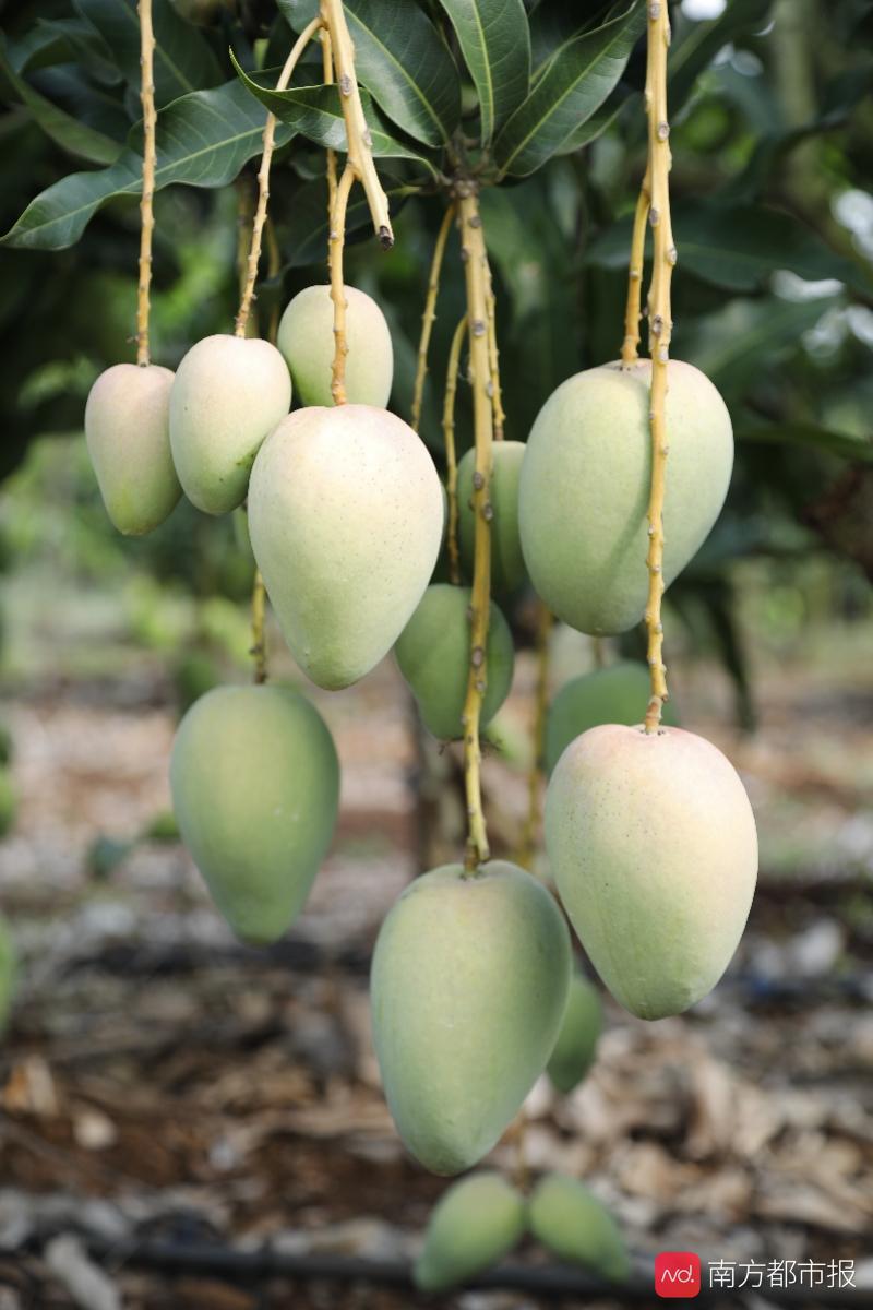 20度的甜度,芒果界的爱马仕!品尝覃斗蛋芒,让你一口甜过初恋_雷州