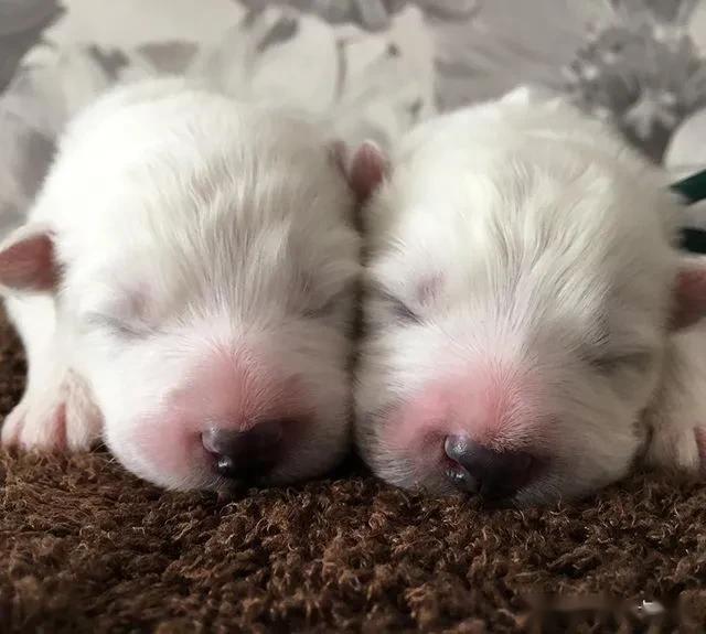 妹子晒家里刚出生的萨摩宝宝,网友:这不是四颗糯米团子嘛