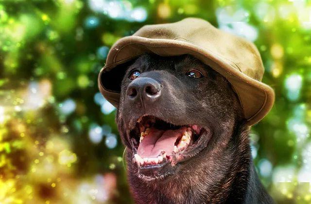 3.荷兰牧羊犬 (别称:尼德兰牧羊犬)