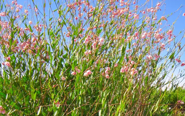 野生罗布麻茶清火降三高