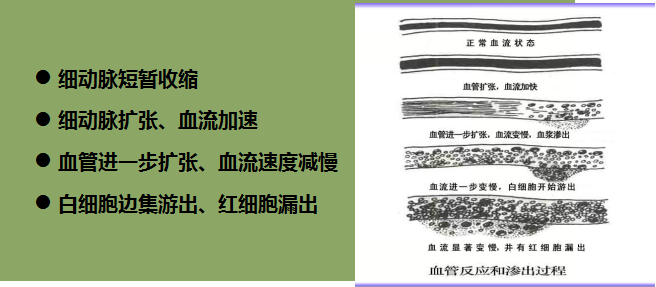 炎症状态下血管的反应炎症对血管的影响:血浆源性:激肽系统,补体系统