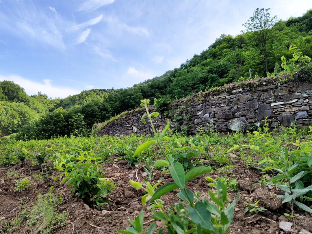 白河麻虎金银花开致富路