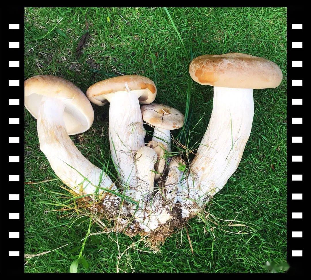 永春网网友在草坪上发现巨型蘑菇能吃吗