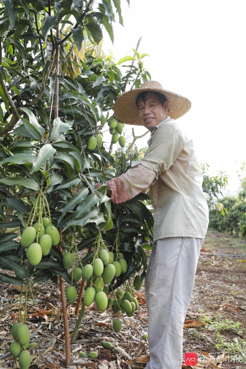20度的甜度芒果界的爱马仕品尝覃斗蛋芒让你一口甜过初恋