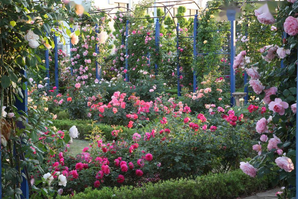 玫瑰小径月季还可以做成棒棒糖造型,就像给小女孩扎上马尾,会变得清爽