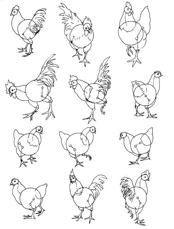 抓住头颈变化是画写意动态的关键家禽与飞鸟不同,家禽的翅膀不太活动