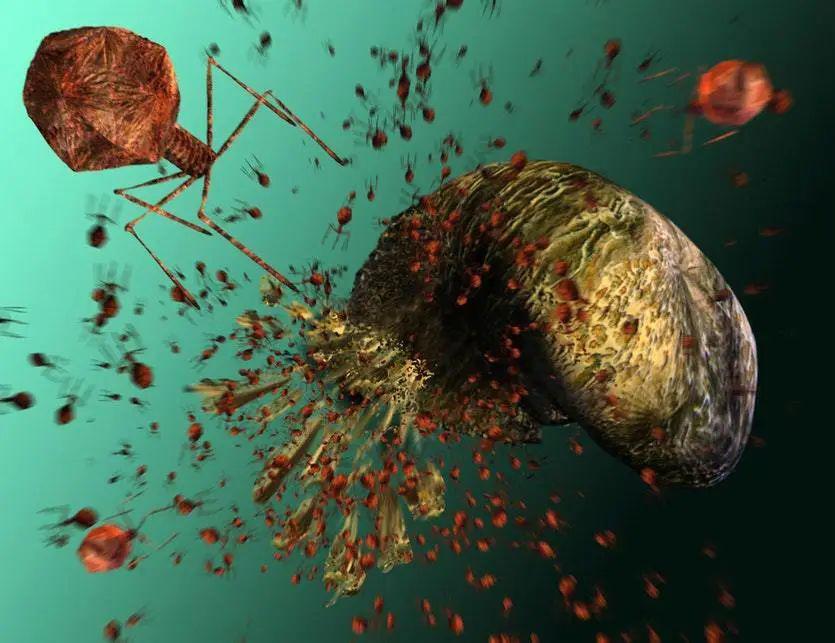 我们知之甚少的海洋病毒