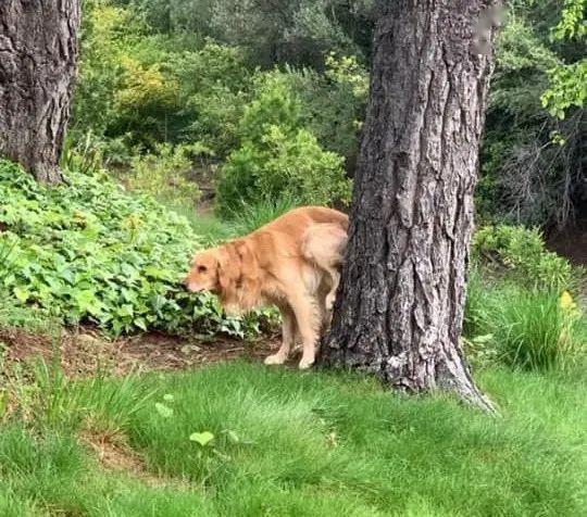 不是很明白你们狗狗拉个粑粑而已至于搞这么多花样