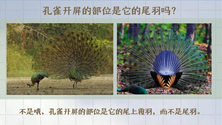 线上动物课堂孔雀东南飞