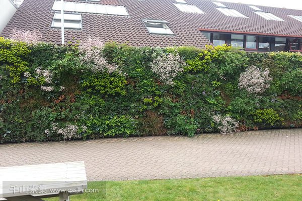 艺术大学围墙植物墙,辨识度高的墙上花园_净化