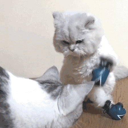 一组可爱猫咪打架表情包来啊互相伤害啊老子跟你拼了