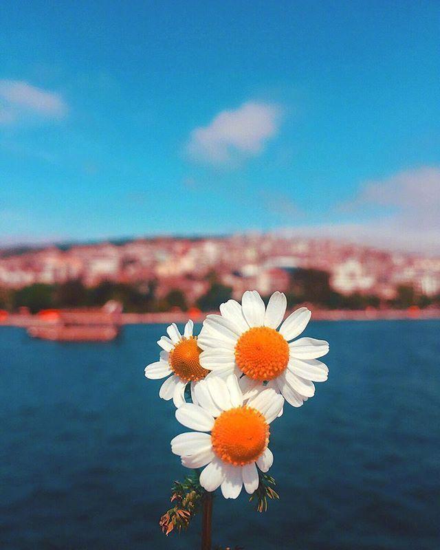 清晨正能量心态的句子阳光向上激励人心