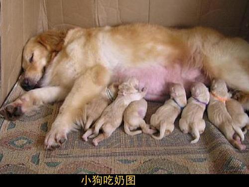 兽医牛奶能代替犬奶吗狗狗能喝什么奶