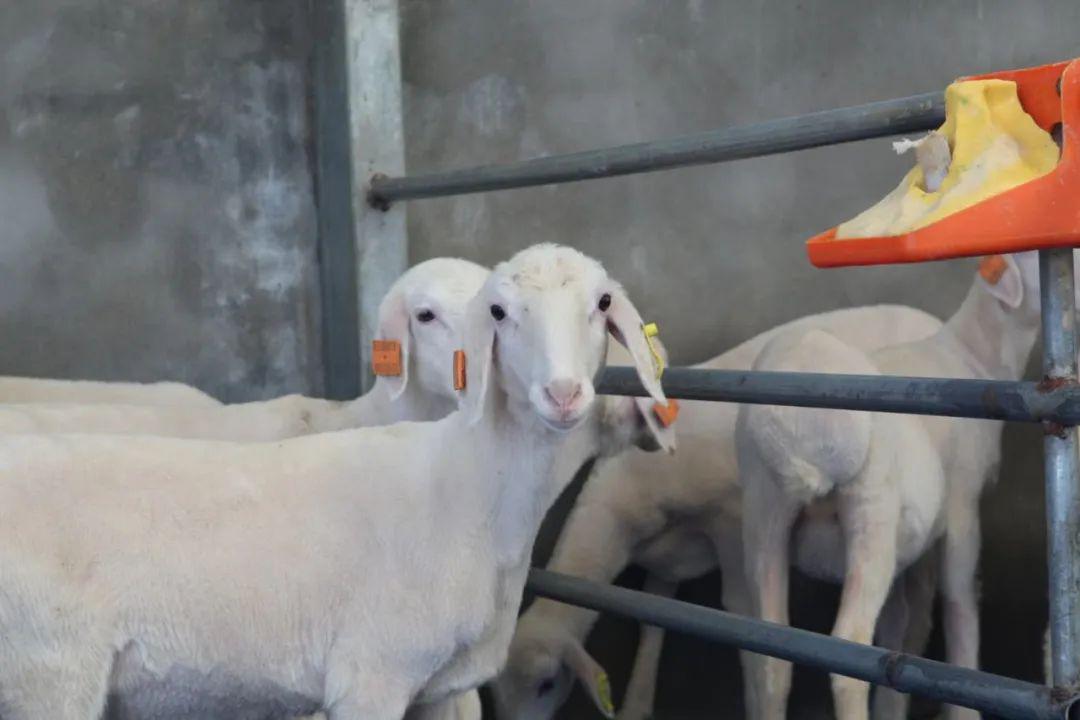 当天,天赋河套·金草胡羊体验中心(地址:临河区天正温泉公馆