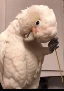 绝对是山大王vs山大王谁也不敢相信,在天不怕地不怕的沙雕鹦鹉面前,喵