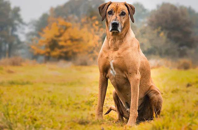 33罗德西亚背脊犬 (别称:猎狮犬,非洲狮子犬)