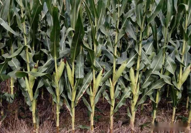 这个玉米品种被称为不倒翁不需化控高抗倒伏稳产又高产