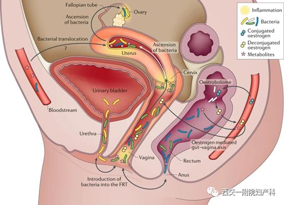 生殖道和微生物组成的相互作用_阴道