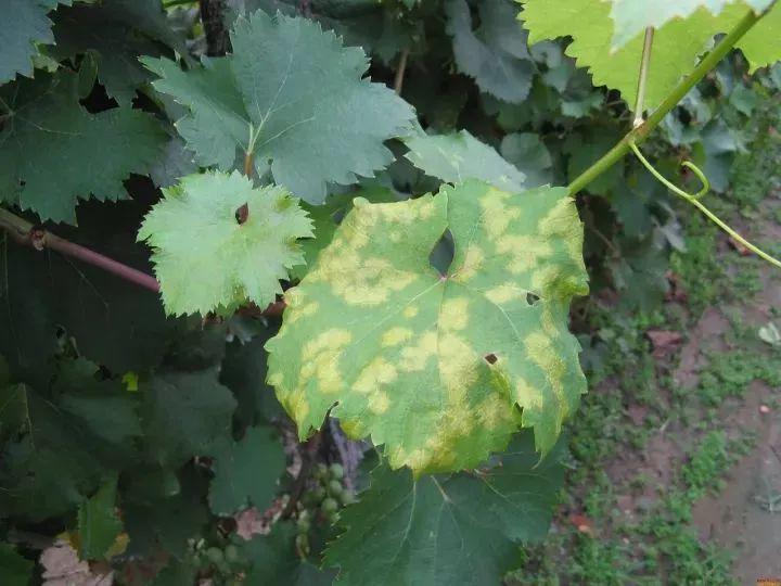 葡萄病虫害图谱整理14病害8虫害