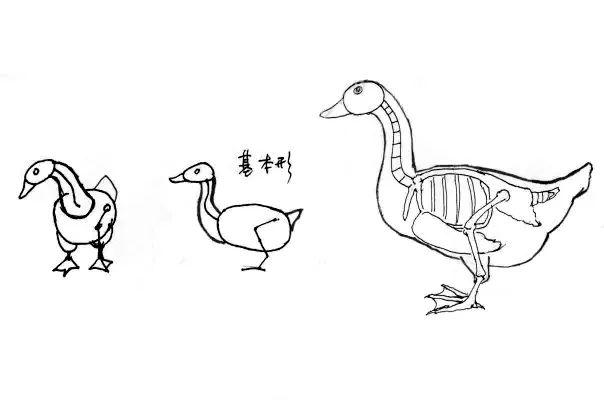 鸭子脚掌画法图片