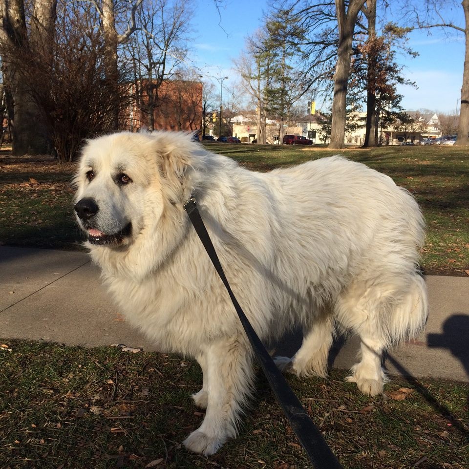 原创大白熊犬,有着帝王般的仪态,是高颜值的护卫犬,你见过吗?