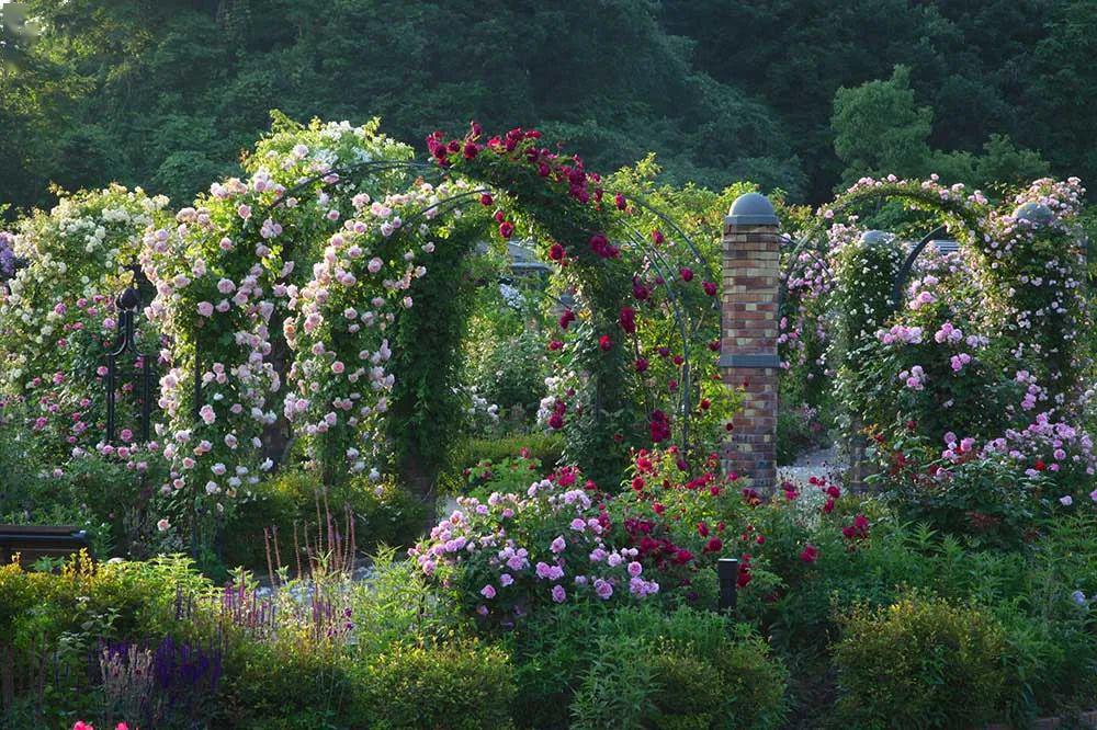 花园图片(花园图片 庭院)