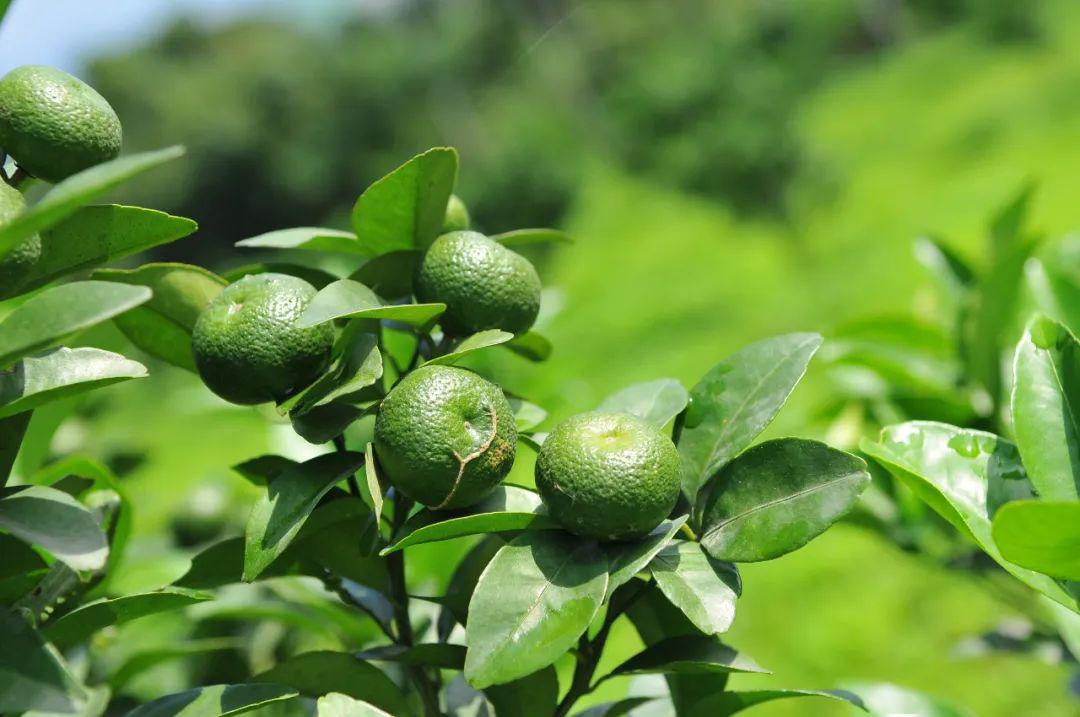 限时特价99元抢原价168元舒芙保原榨香檬汁满满的维c让你变美变瘦变