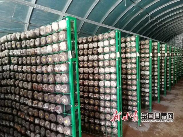 决战决胜脱贫攻坚秀珍菇千里进凉州拓宽农户致富路