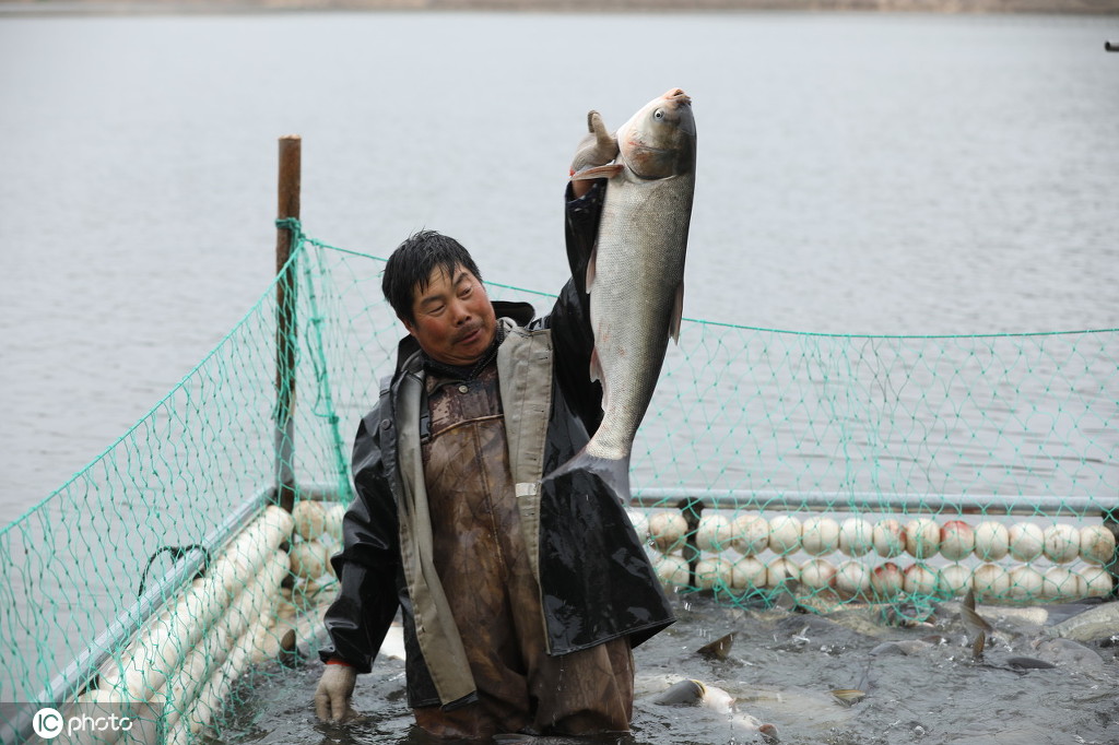 山东生态鱼喜获丰收 当天出鱼万斤收入8万