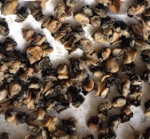 一只能藏6000条寄生虫,严重可致死!千万别误食!_田螺