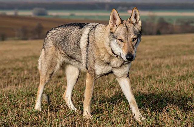 28.捷克狼犬 (别称:捷克斯洛,伐克威勒科犬)