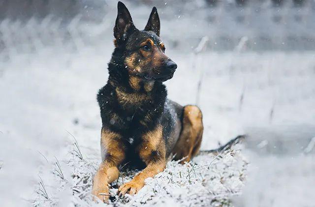 依法养犬 文明和谐——养犬之要,您可知道?