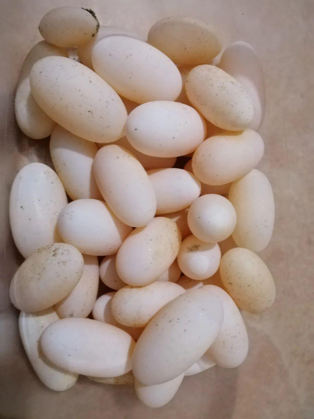 对广东广西海南三个地区石金钱龟蛋受精情况的调查报告