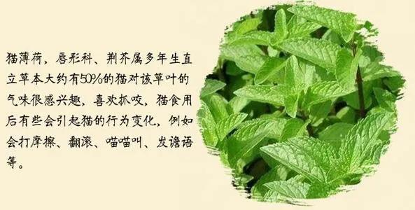 图解区分薄荷和猫薄荷图片