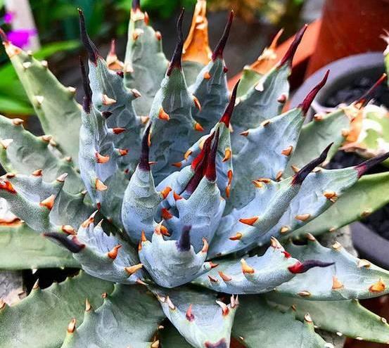 龙舌兰叶子边缘有钩刺,硬而尖,叶的顶端有一个坚硬的暗褐色刺.