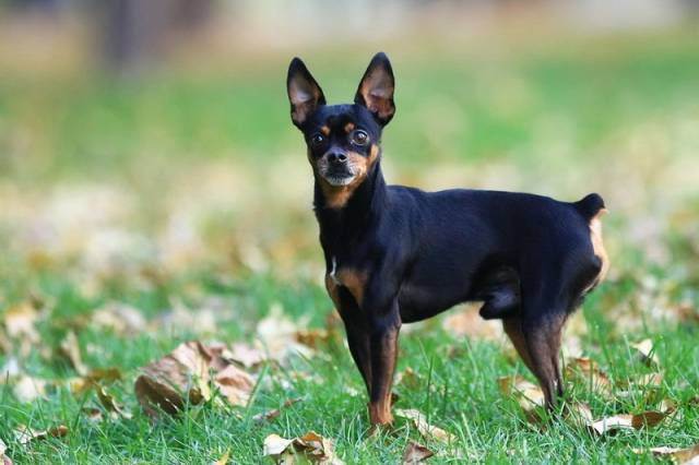 小型宠物犬有哪些品种 (小型宠物犬有哪些)