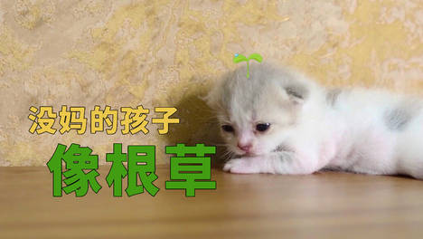 03:39小奶猫被猫妈嫌,猫妈把小奶猫丢一边,小猫:没妈的孩子像根草!