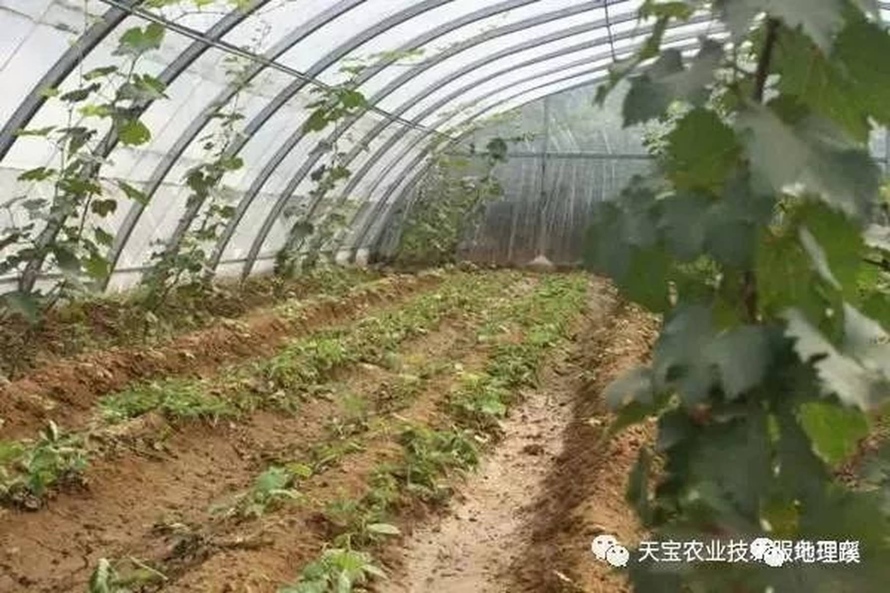 什么是间作套种,30种间作农作物间作套种大全