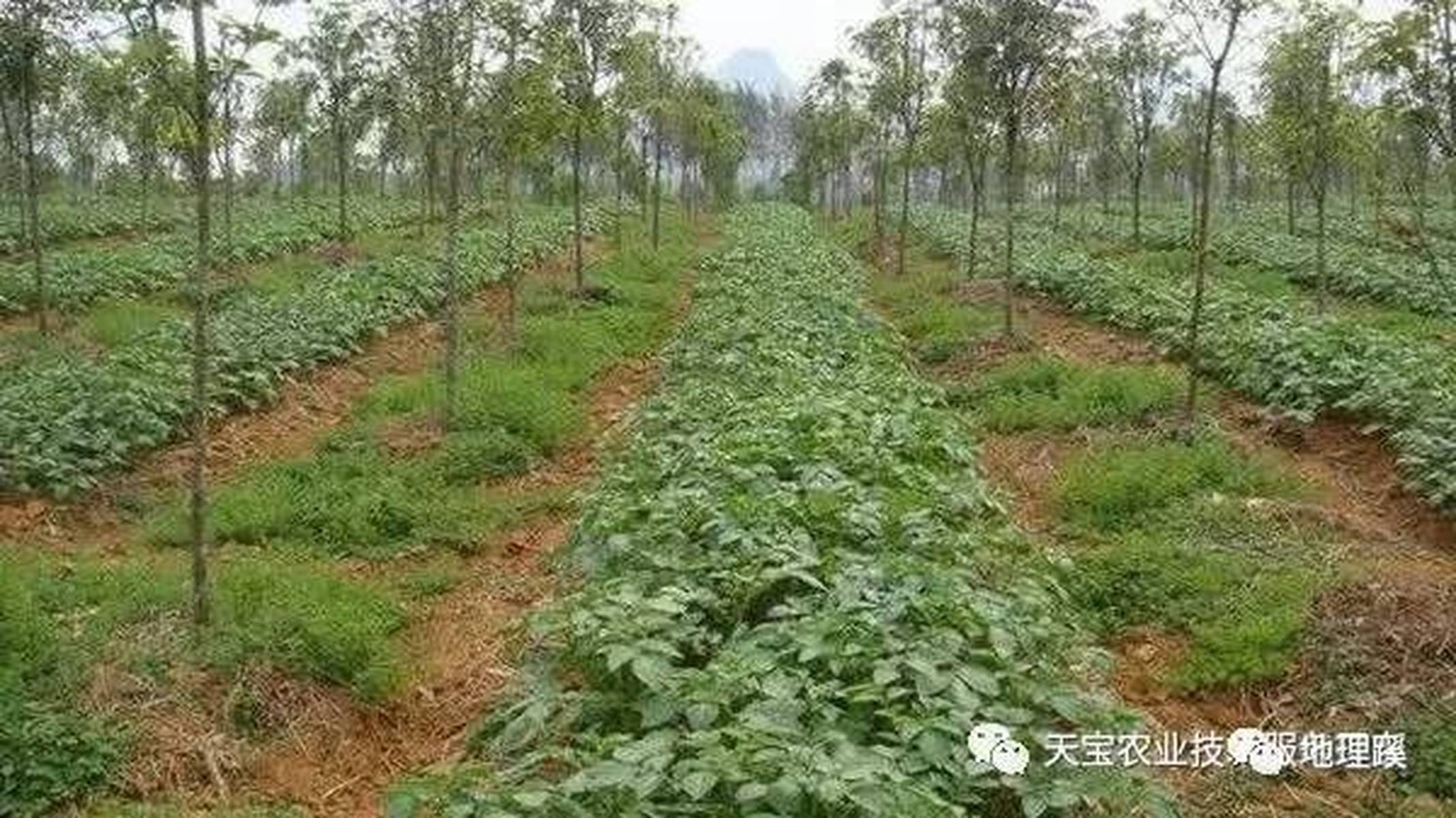什么是间作套种,30种间作农作物间作套种大全