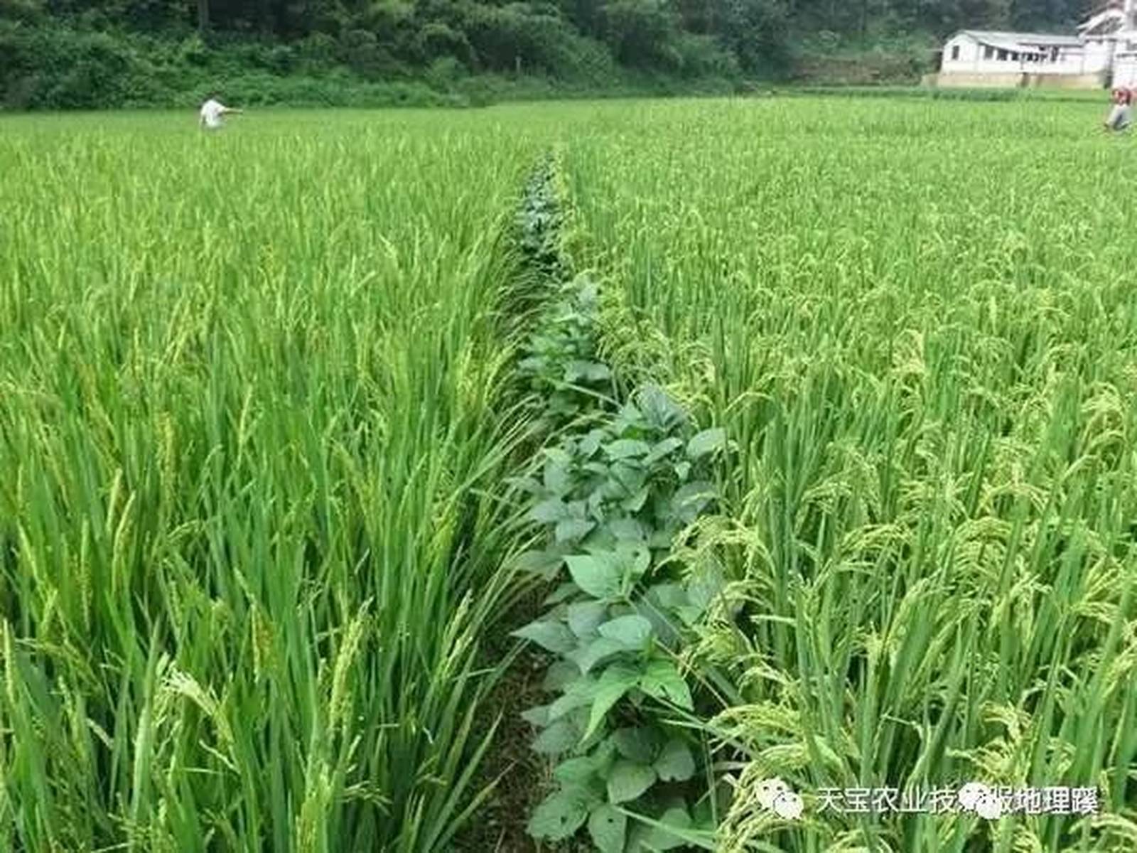 什么是间作套种,30种间作农作物间作套种大全