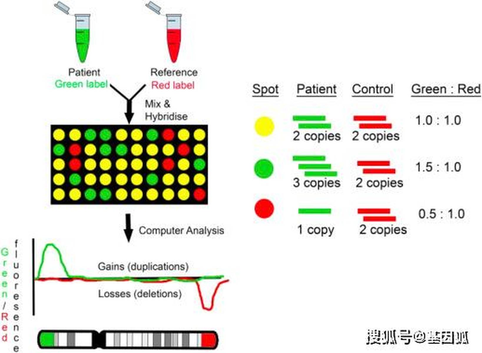 Cma Microarray Complete Mole 科普 | 染色体微阵列分析技术(Chromosomal Microarray Analysis, CMA)简介