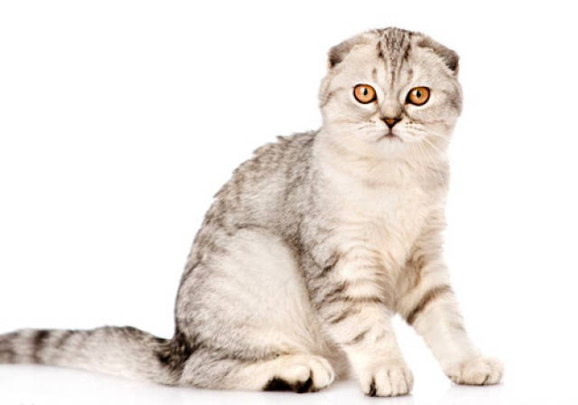 折耳猫拉稀怎么办?折耳猫拉肚子怎么办?