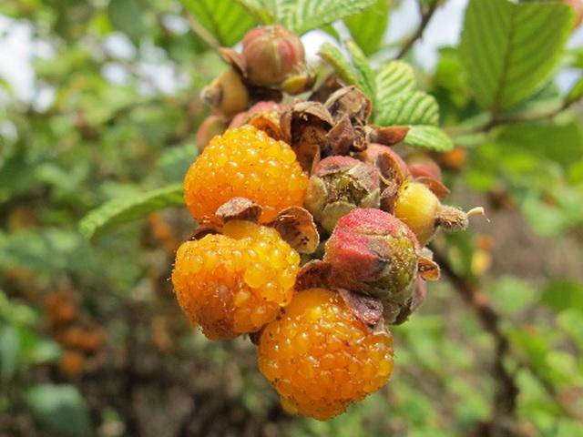 一种野果,有益肾的功效,以前不值钱,现在60一斤