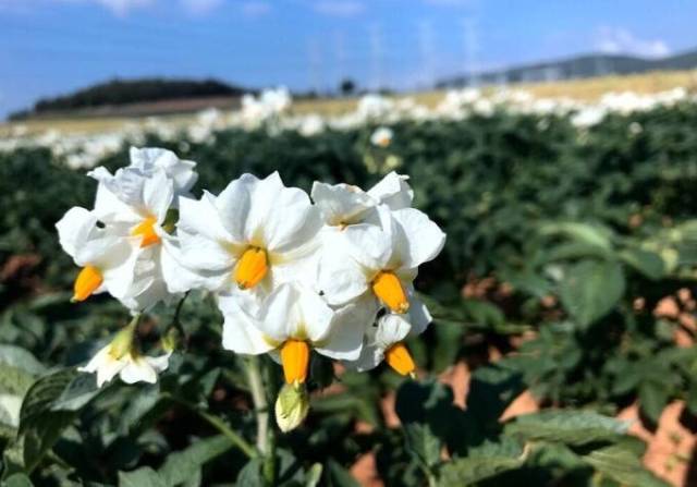 云南乡野农作物洋芋花盛开 白紫相间一片灿烂花海