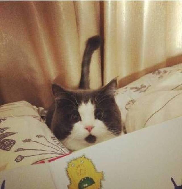 英国短毛猫,体形圆胖,四肢粗短发达,被毛短而密,头大脸圆,温柔平静,对