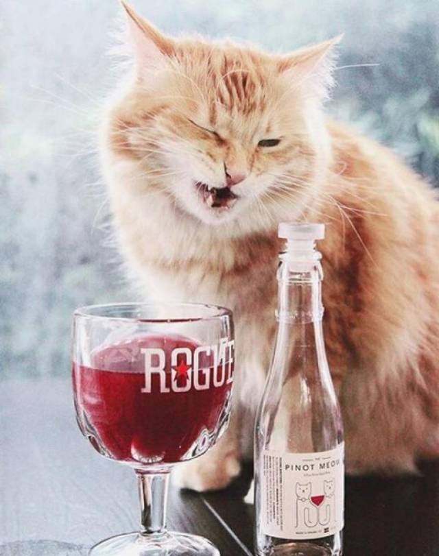 给猫星人喝的酒