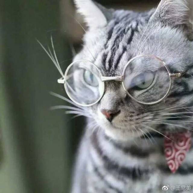 猫帅,(第11页)_大山谷图库
