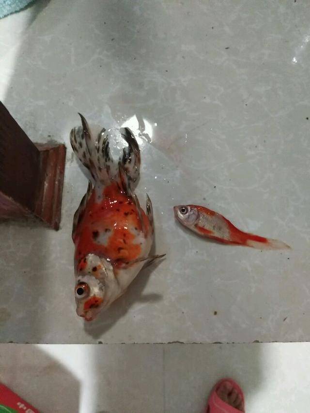 寵主買的金魚一晚上全死了,貓咪:朕可不背這破鍋